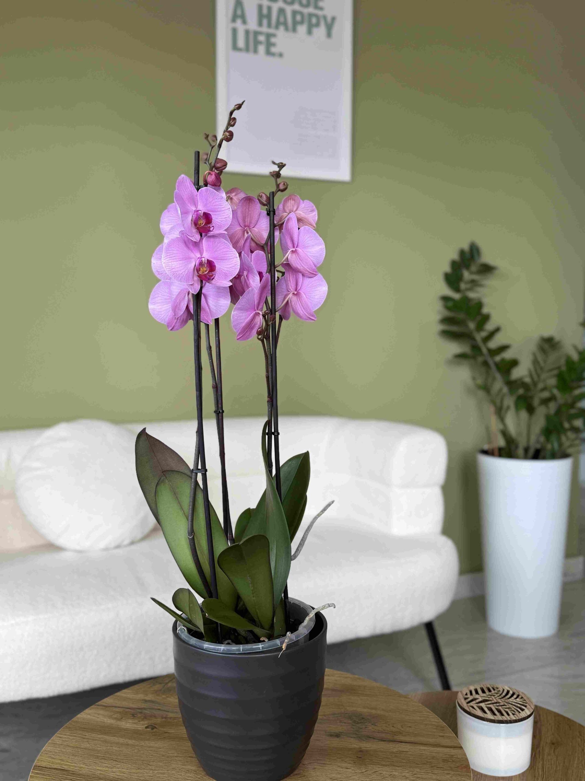 Body and Skin Clinic by EB, indiba tretmani (3) Body and Skin Clinic by EB, indiba tretmani (3)