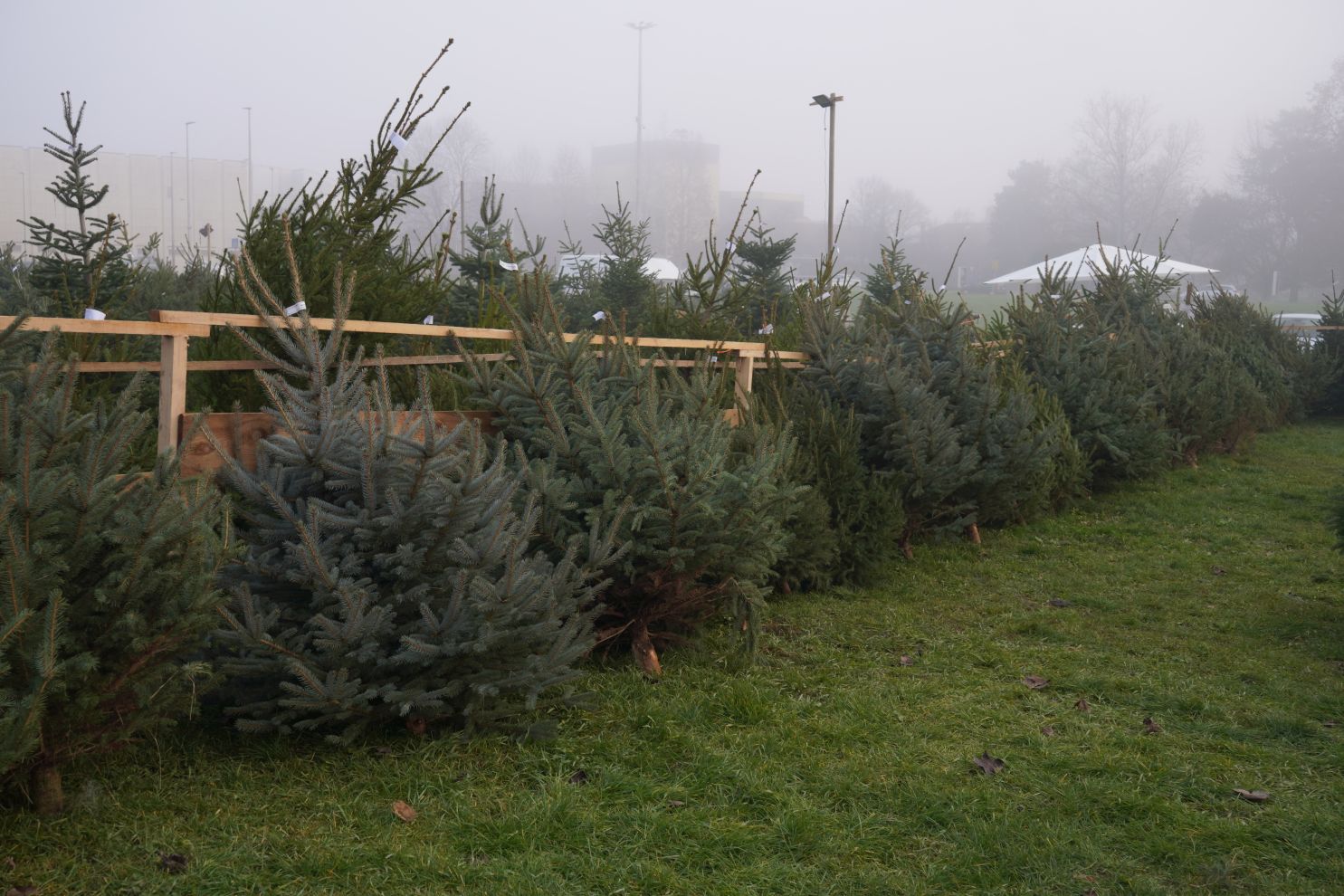 Bor jelka smreka prodaja (1) Bor jelka smreka prodaja (1)
