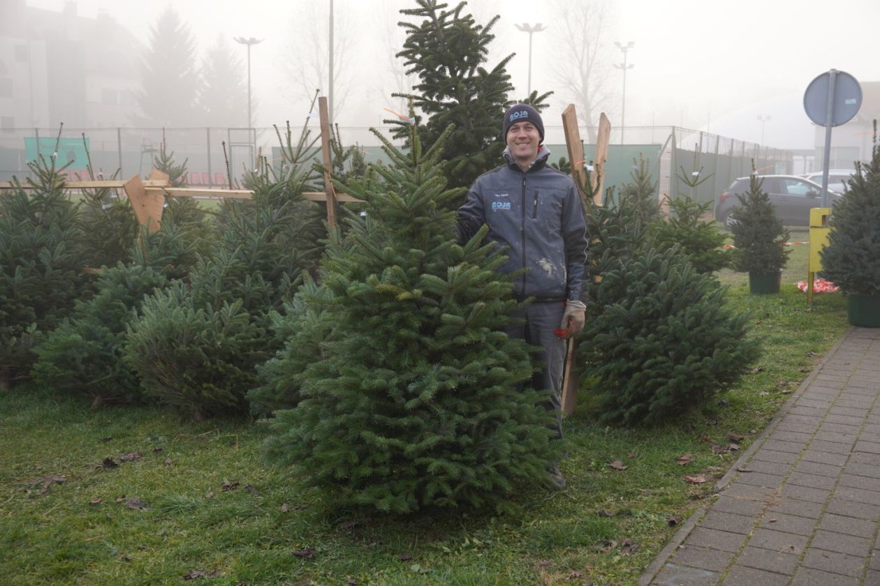 Bor jelka smreka prodaja (10)
