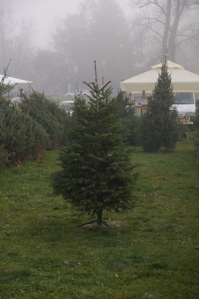 Bor jelka smreka prodaja (11) Bor jelka smreka prodaja (11)