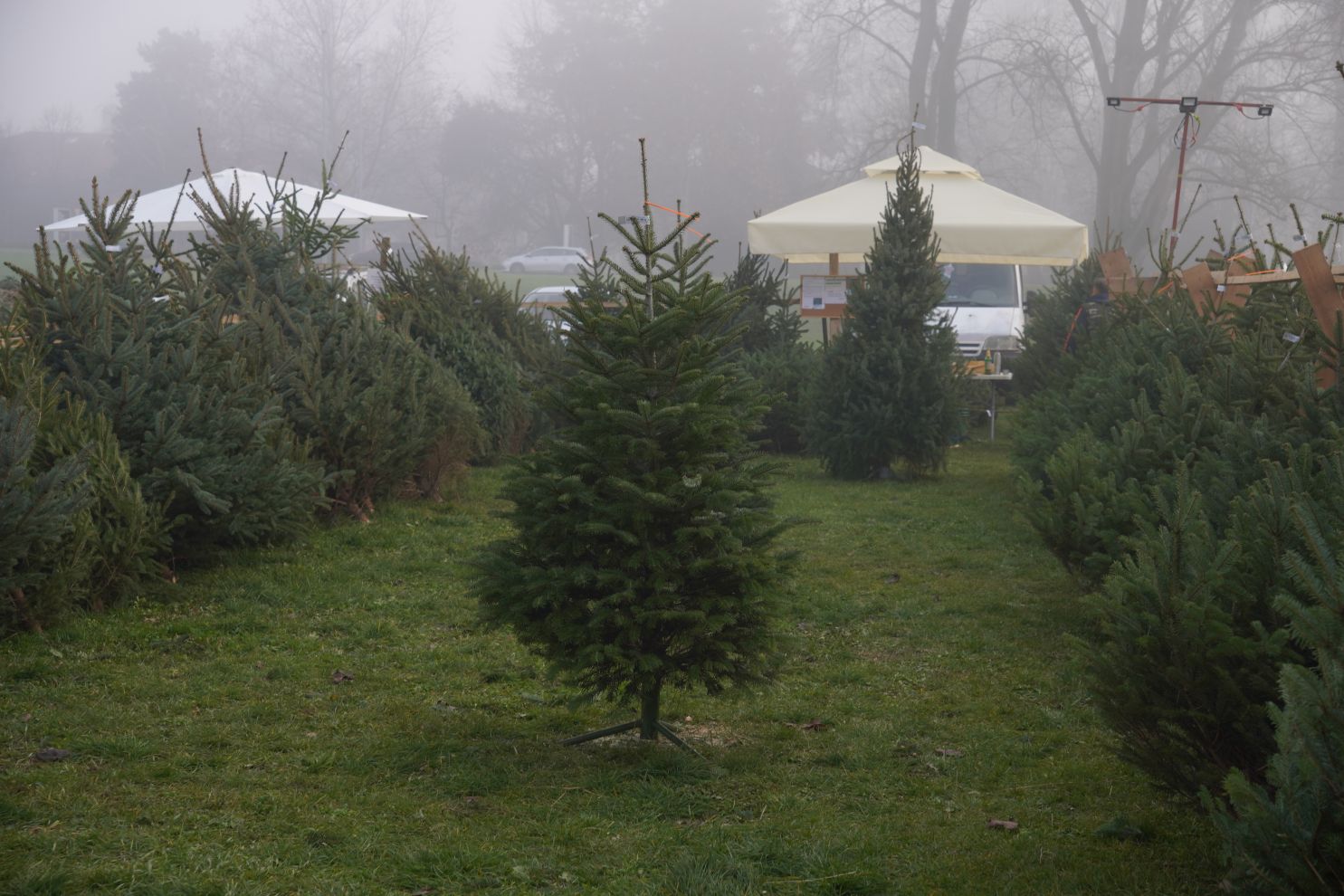 Bor jelka smreka prodaja (12) Bor jelka smreka prodaja (12)
