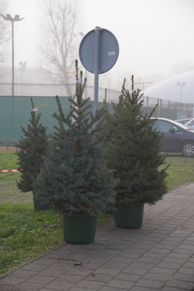 Bor jelka smreka prodaja (2) Bor jelka smreka prodaja (2)