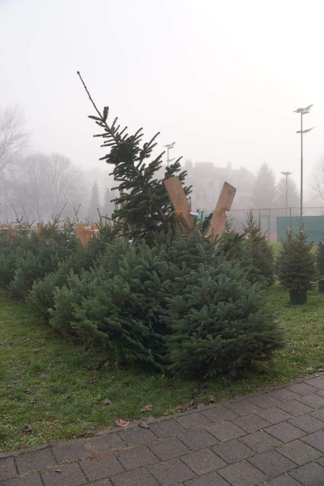 Bor jelka smreka prodaja (3) Bor jelka smreka prodaja (3)
