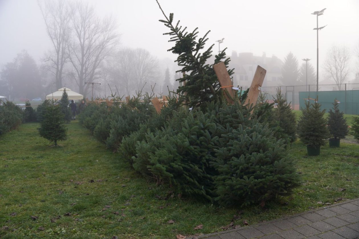 Bor jelka smreka prodaja (4)