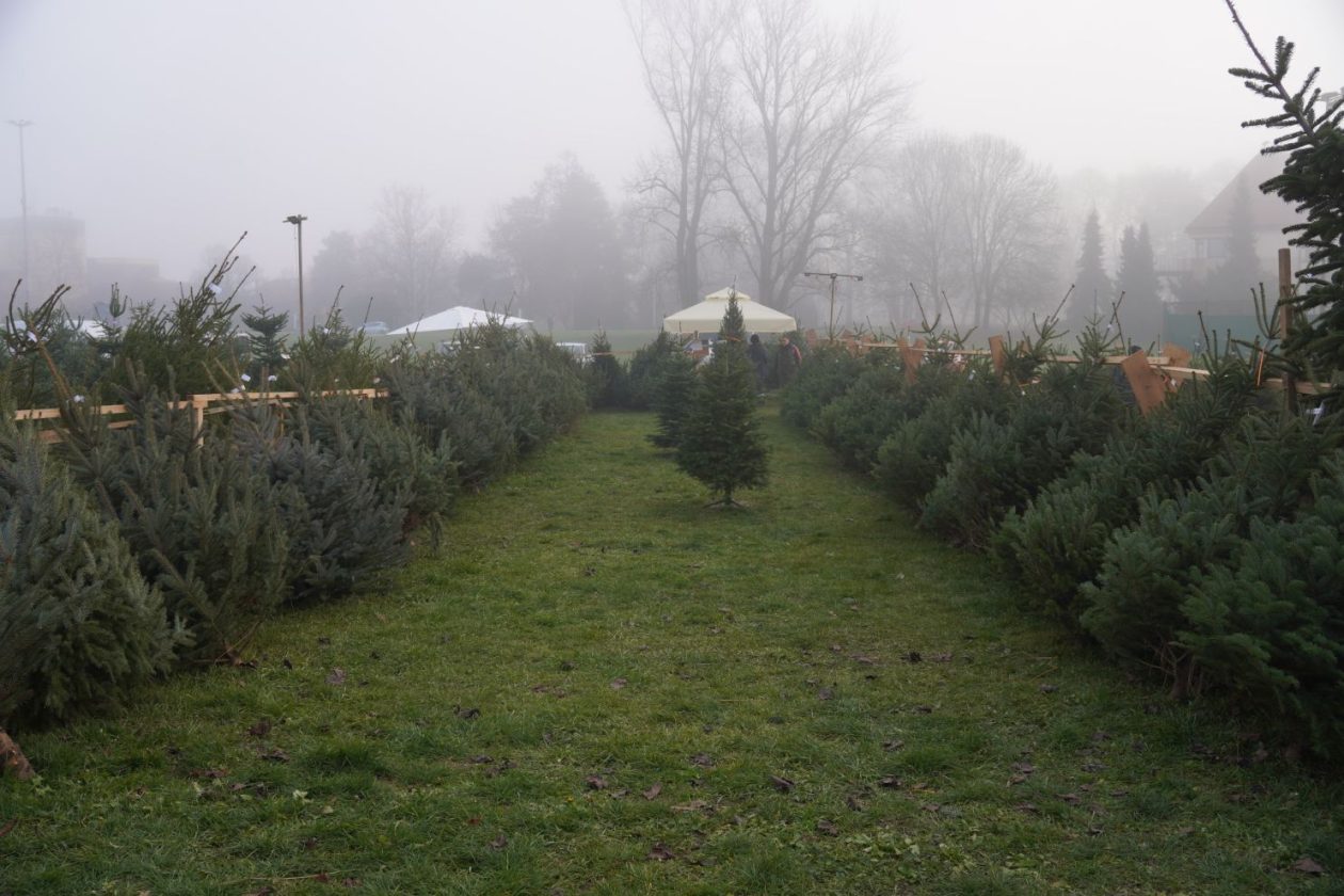 Bor jelka smreka prodaja (5)