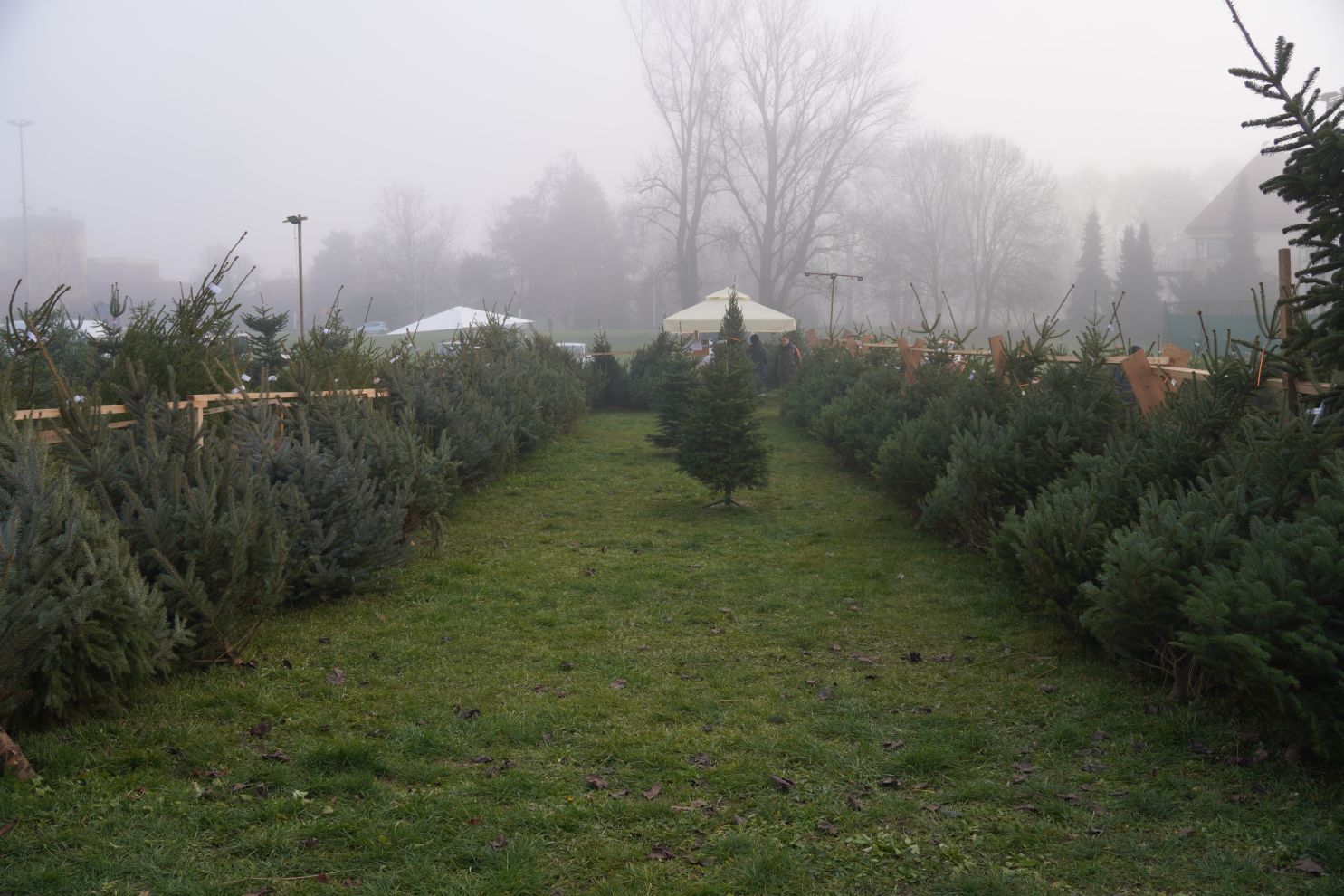 Bor jelka smreka prodaja (5) Bor jelka smreka prodaja (5)