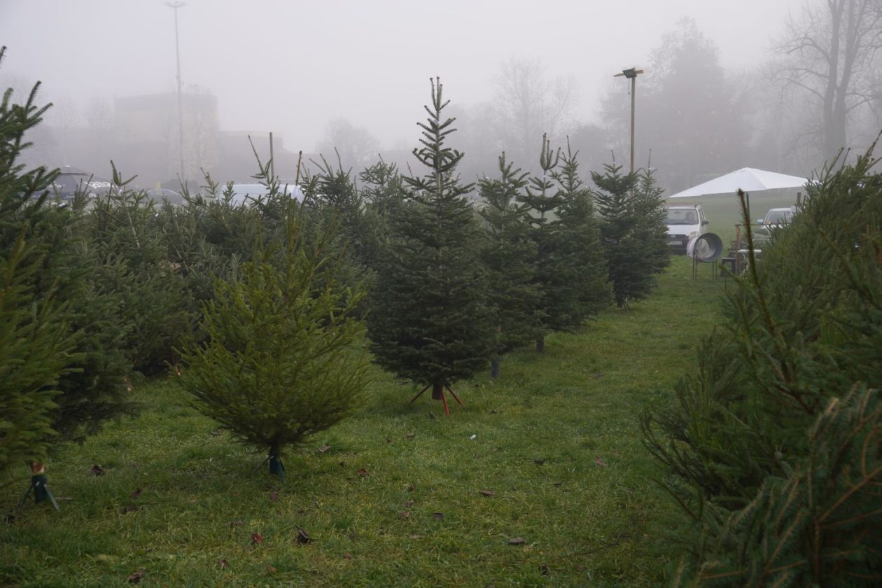 Bor jelka smreka prodaja (6)