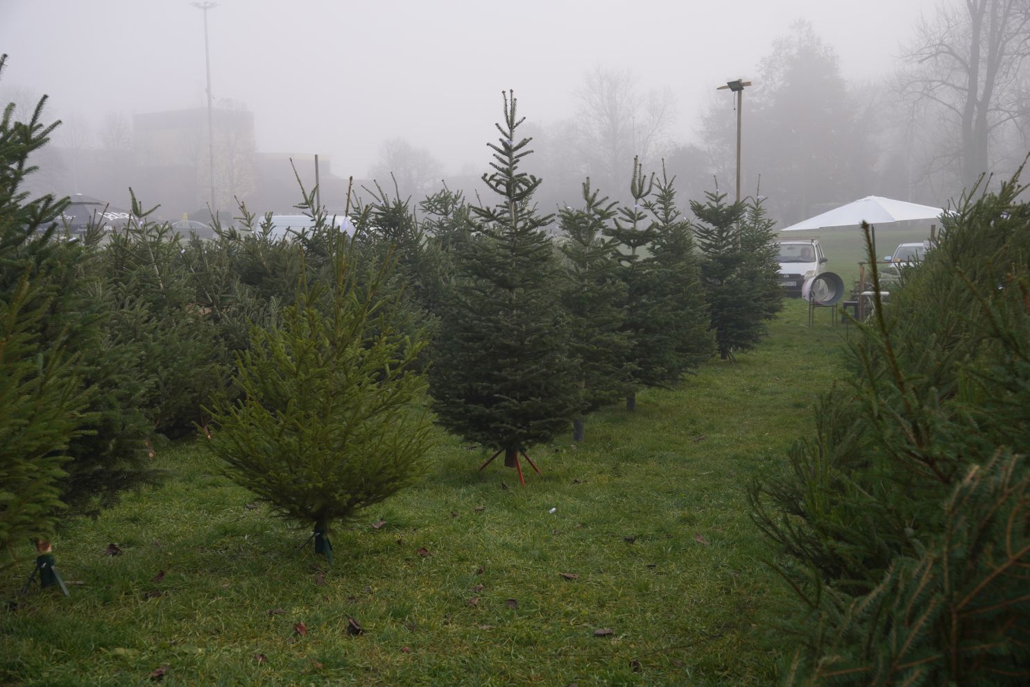 Bor jelka smreka prodaja (6) Bor jelka smreka prodaja (6)