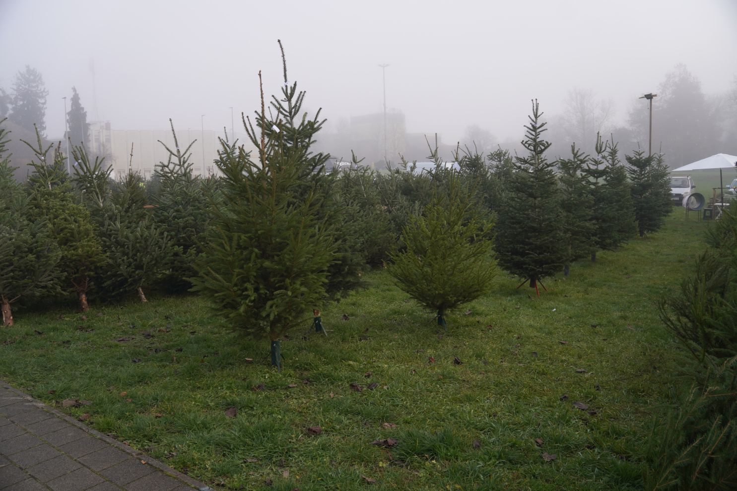 Bor jelka smreka prodaja (7) Bor jelka smreka prodaja (7)