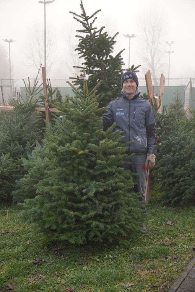 Bor jelka smreka prodaja (9) Bor jelka smreka prodaja (9)