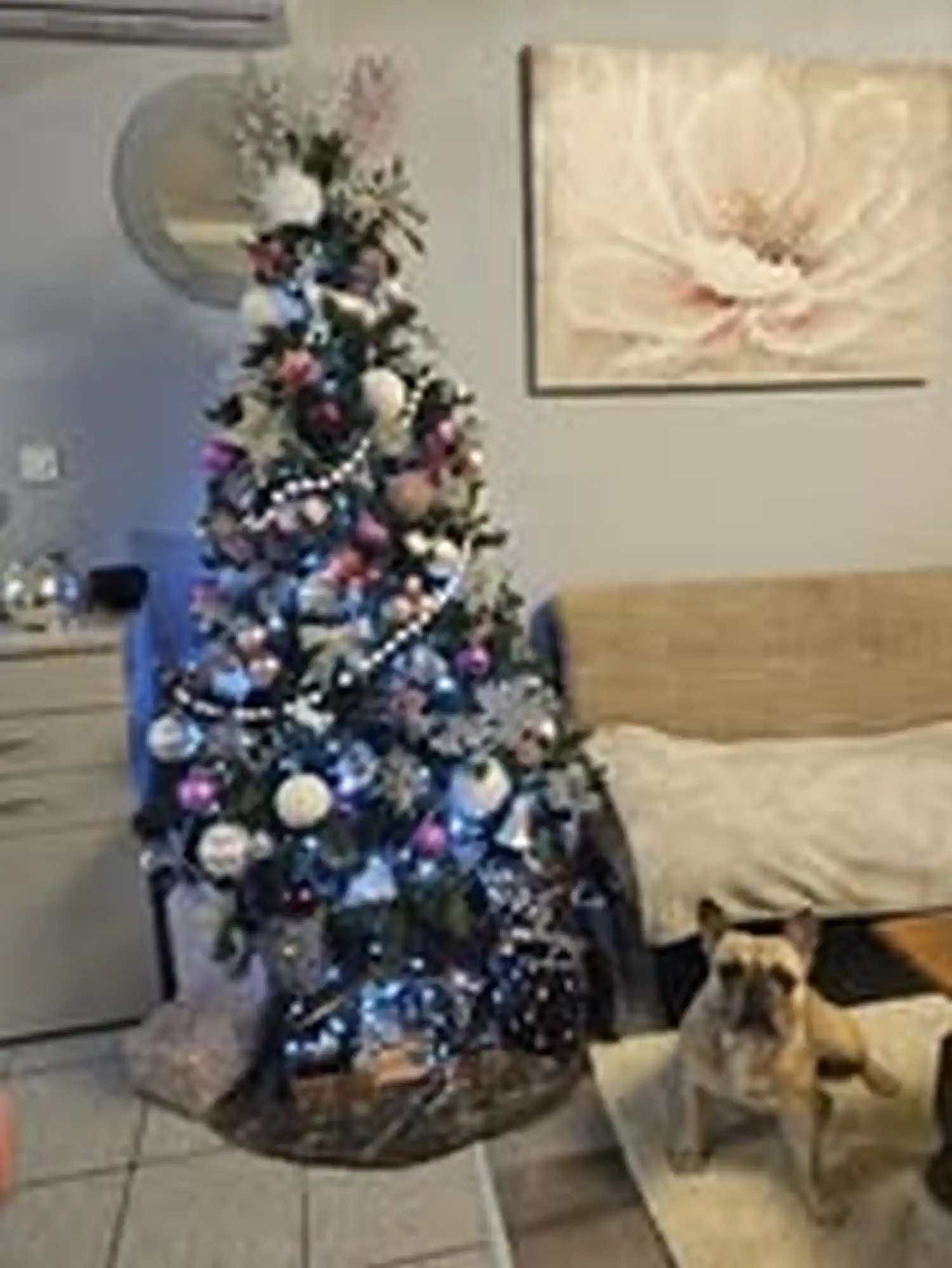 Božićna drvca 2024 foto čitatelja (4)