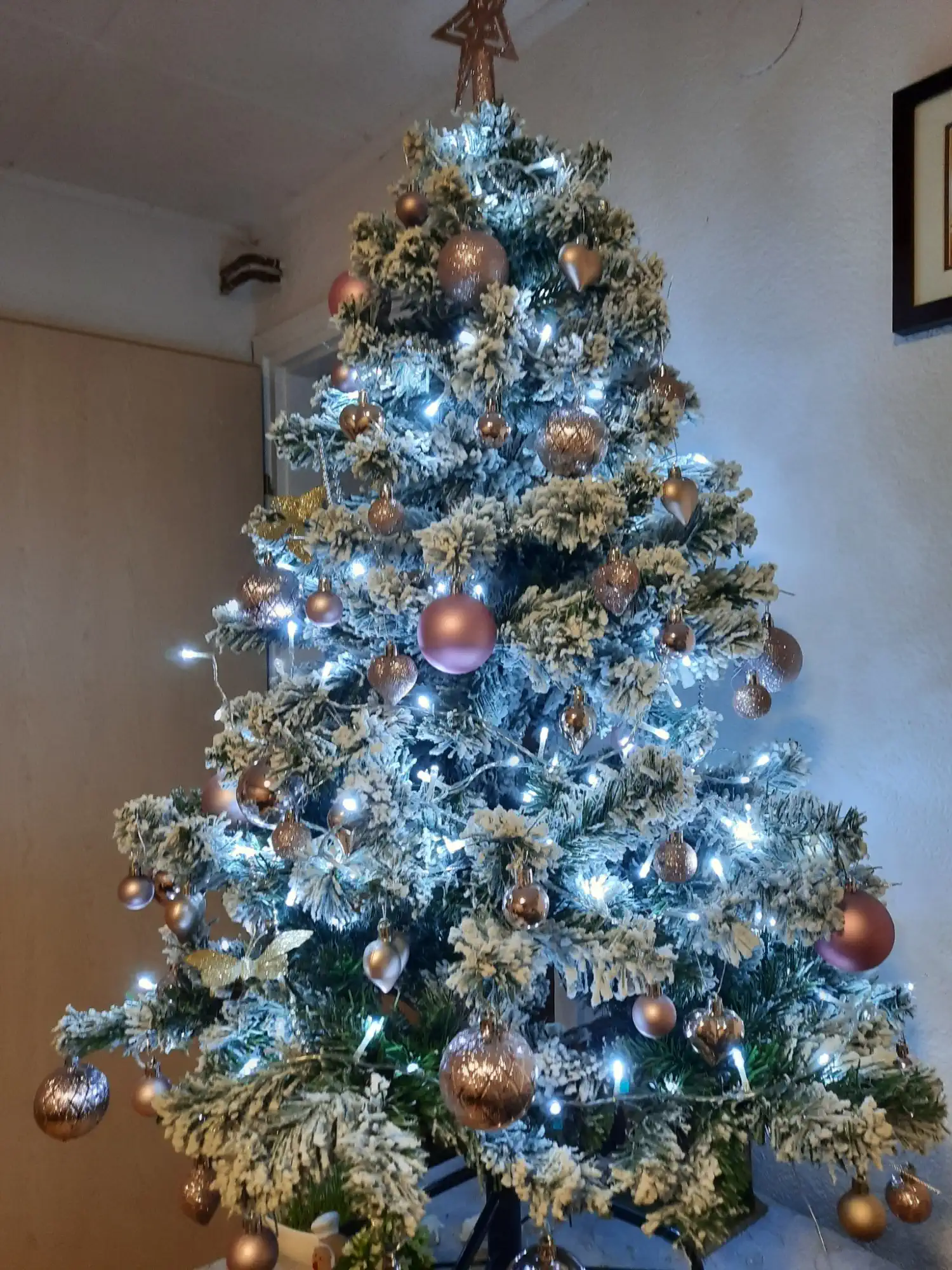 Božićna drvca i jelke 2024 foto čitatelja (68)