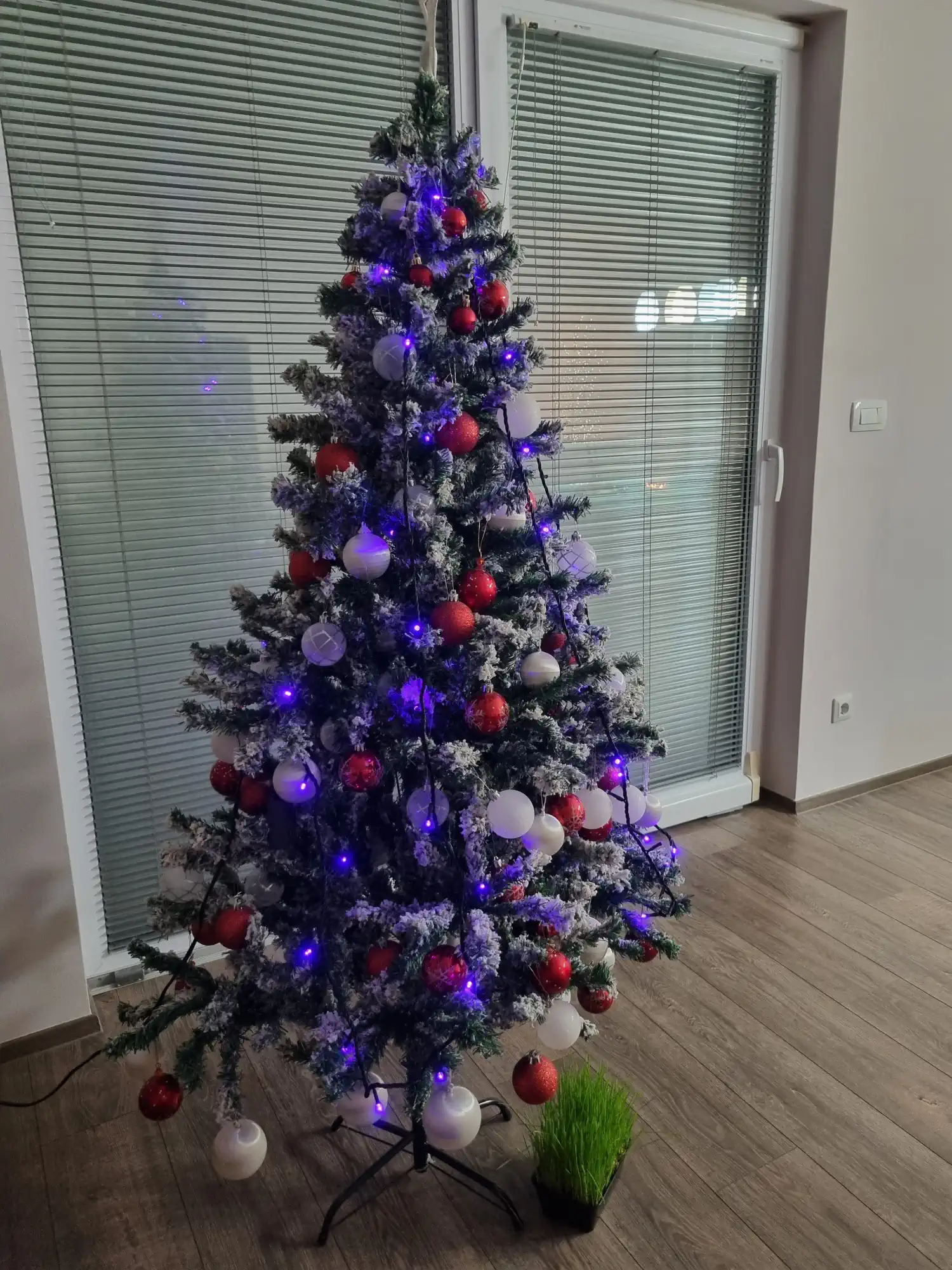 Božićna drvca i jelke 2024 foto čitatelja (77)