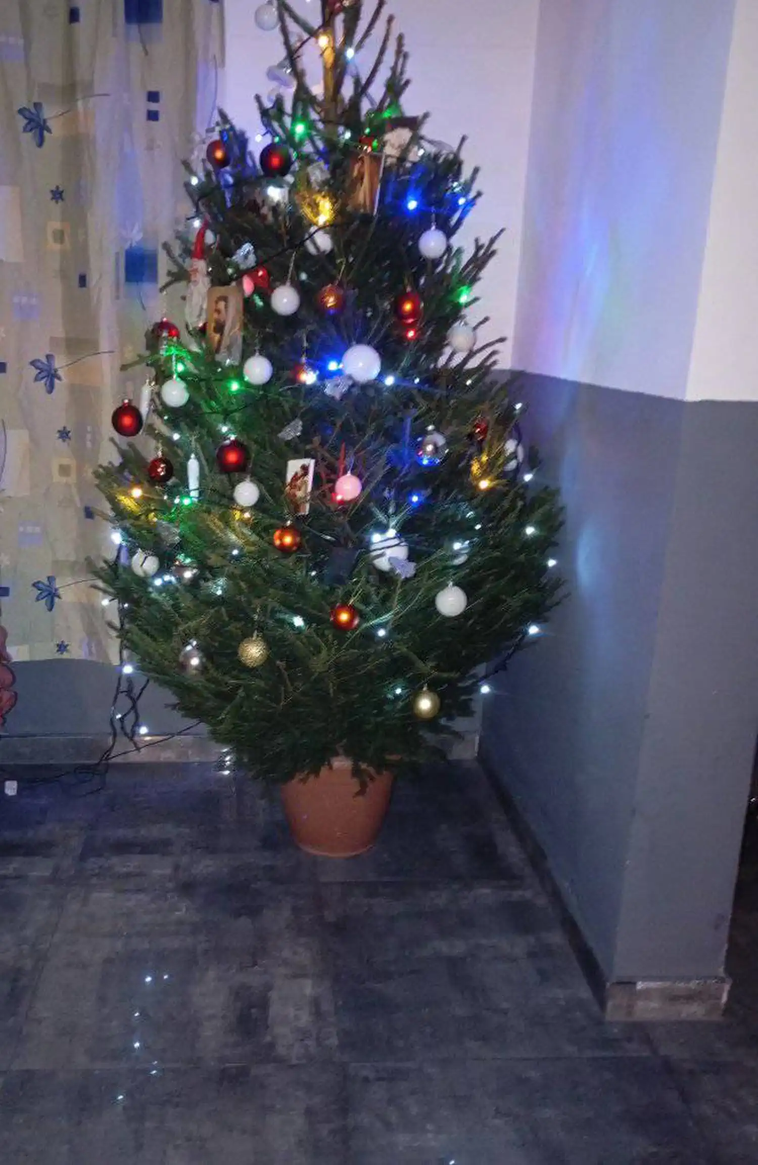 Božićna drvca i jelke 2024 foto čitatelja (88)