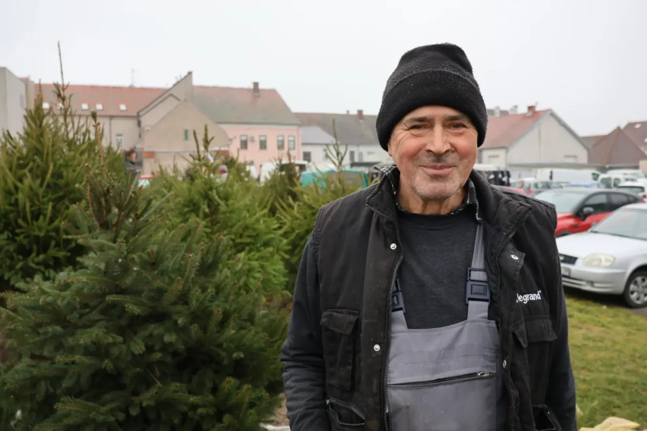 Božićna jelka, Donji Mihaljevec, Antun Varga, nordijska jela, božić, božićno drvce (2)