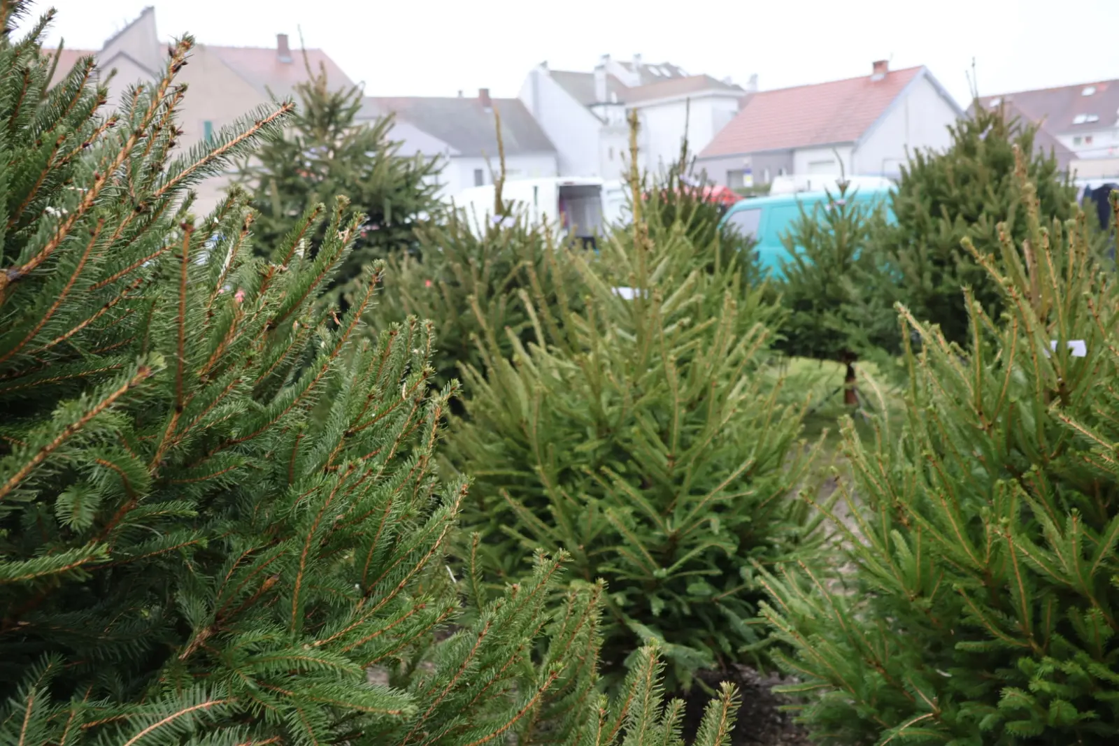 Božićna jelka, Donji Mihaljevec, Antun Varga, nordijska jela, božić, božićno drvce (3)