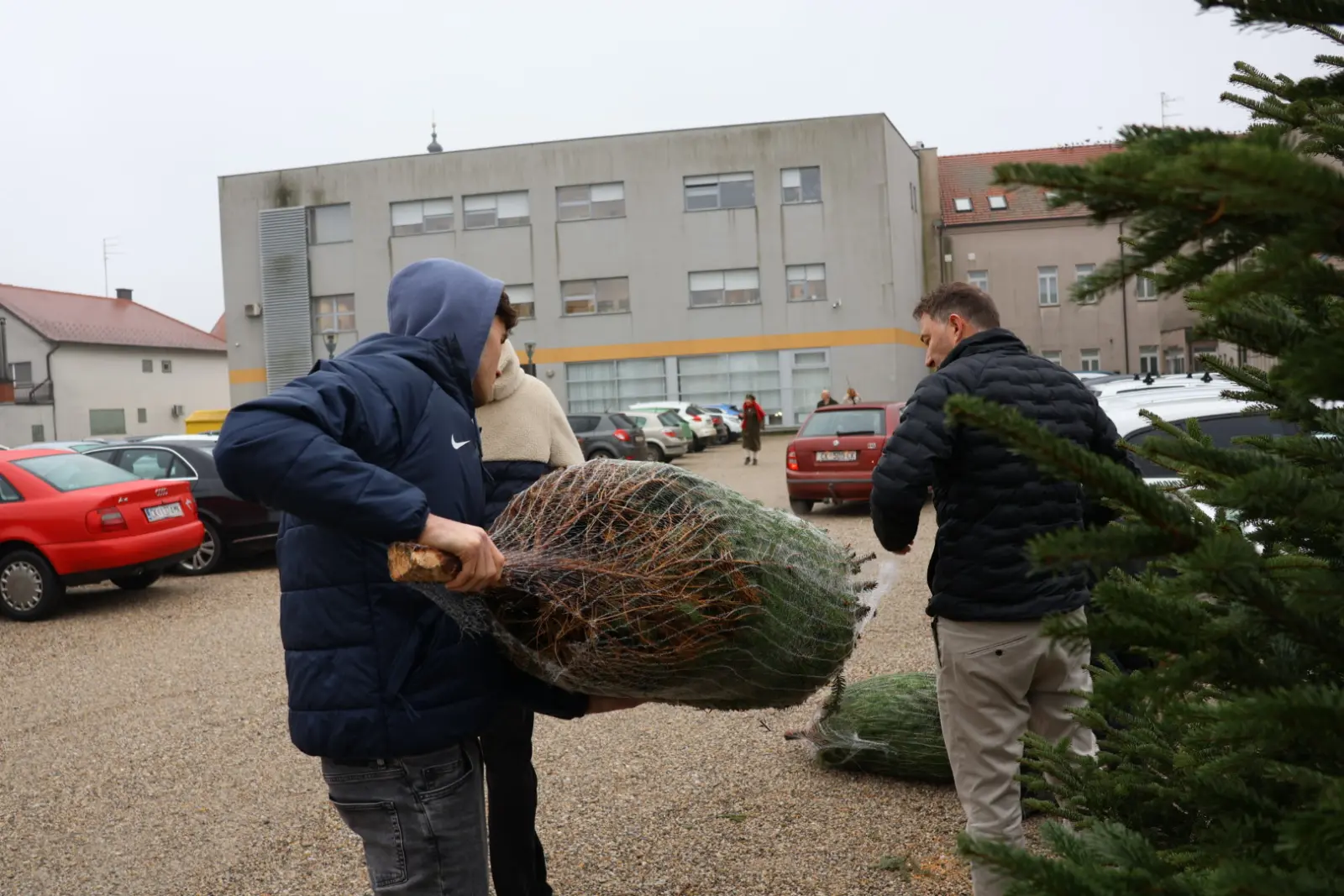 Božićna jelka, Donji Mihaljevec, Antun Varga, nordijska jela, božić, božićno drvce (4)