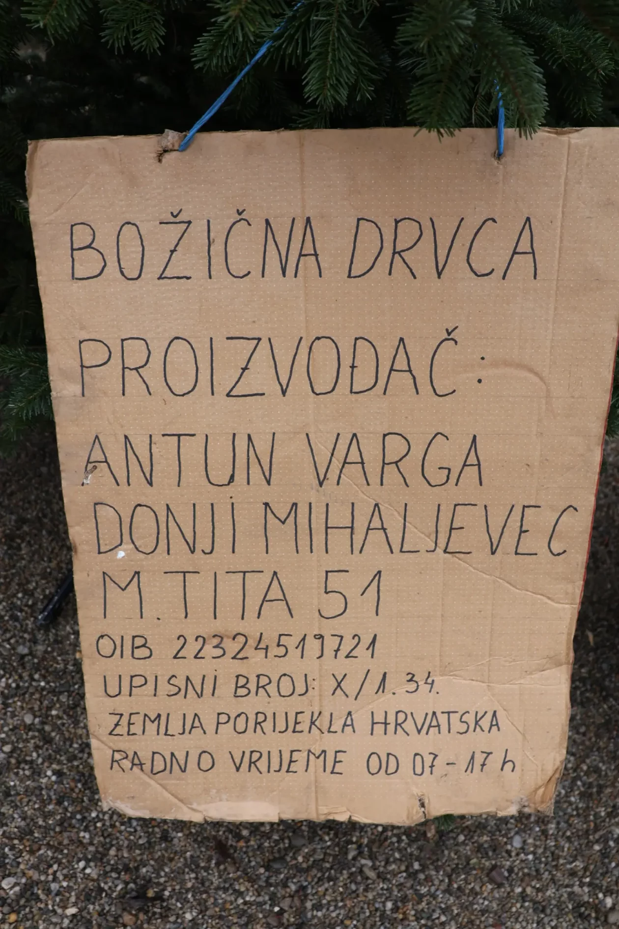 Božićna jelka, Donji Mihaljevec, Antun Varga, nordijska jela, božić, božićno drvce (7)