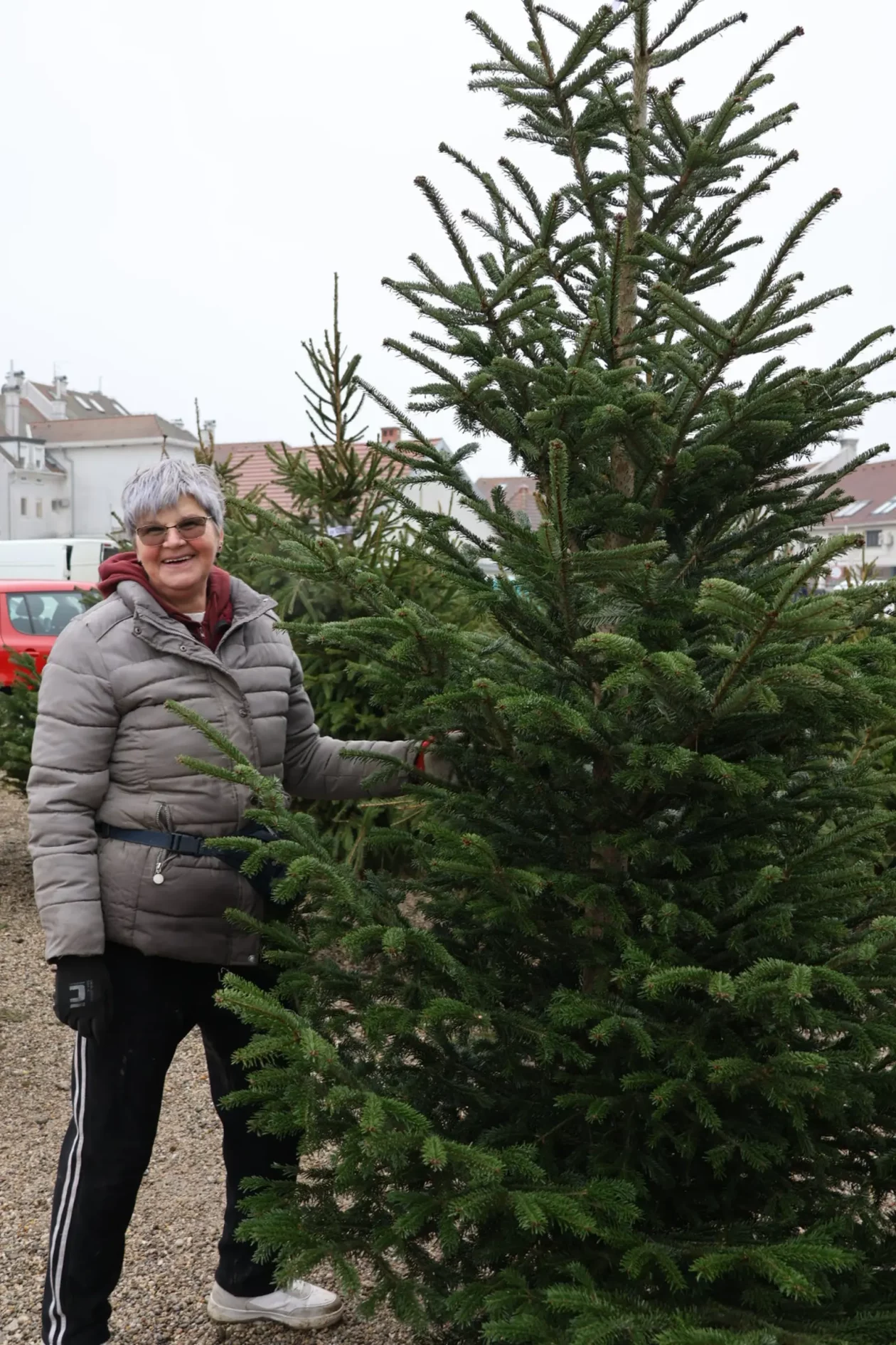 Božićna jelka, Donji Mihaljevec, Antun Varga, nordijska jela, božić, božićno drvce (9)