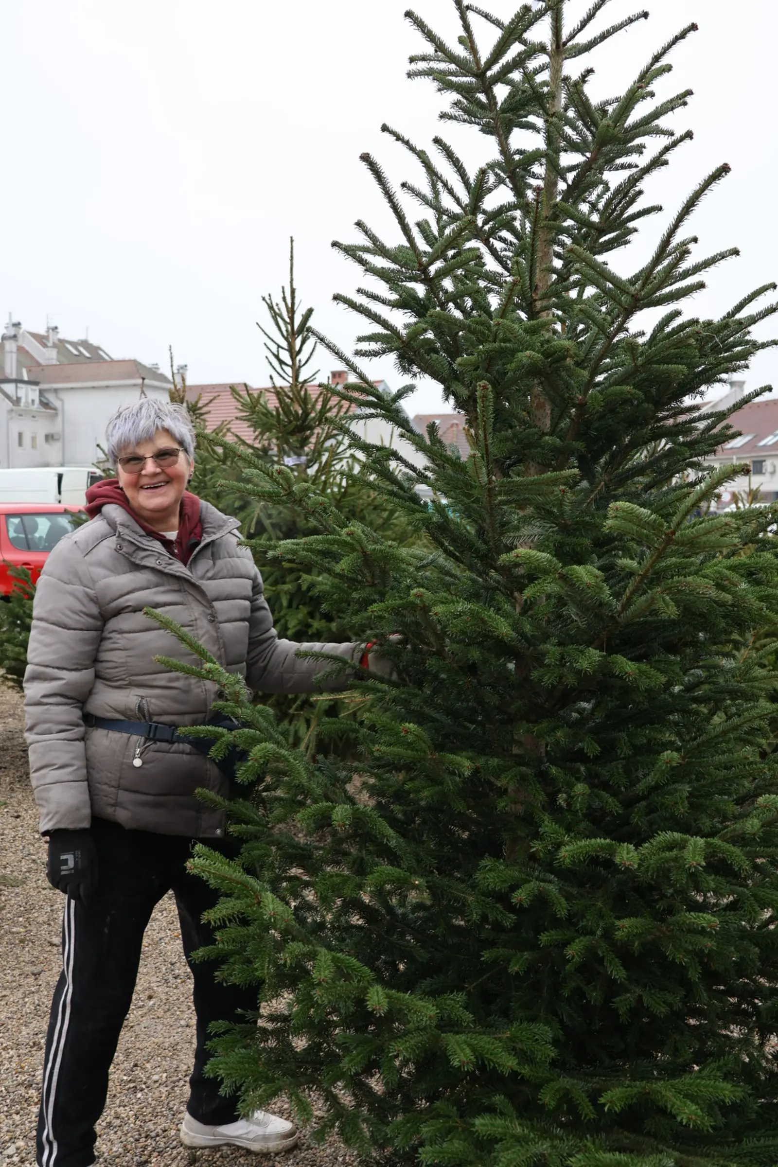 Božićna jelka, Donji Mihaljevec, Antun Varga, nordijska jela, božić, božićno drvce (9)