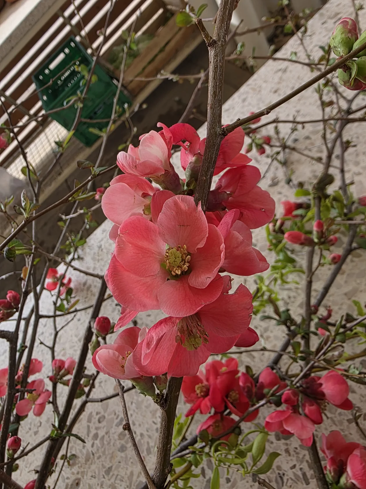 ČAKOVEČKI PLAC 25-3-2026 (19)