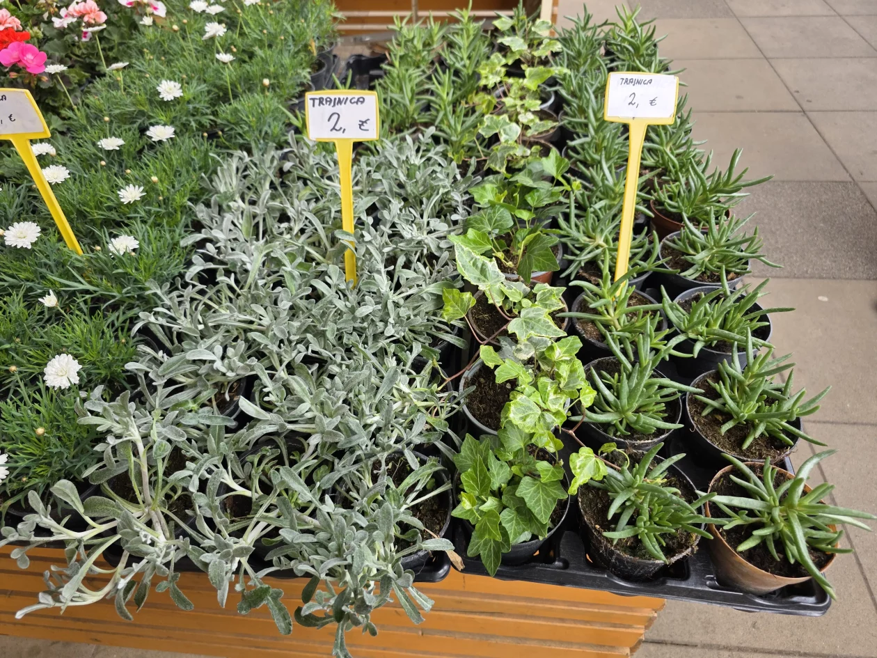 ČAKOVEČKI PLAC 25-3-2026 2 (16)