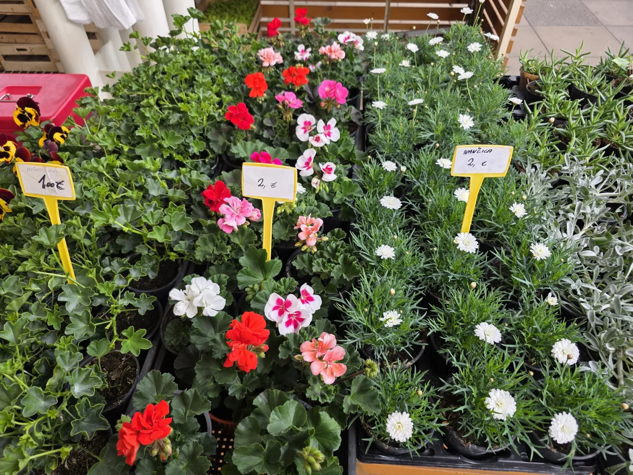 ČAKOVEČKI PLAC 25-3-2026 2 (17)