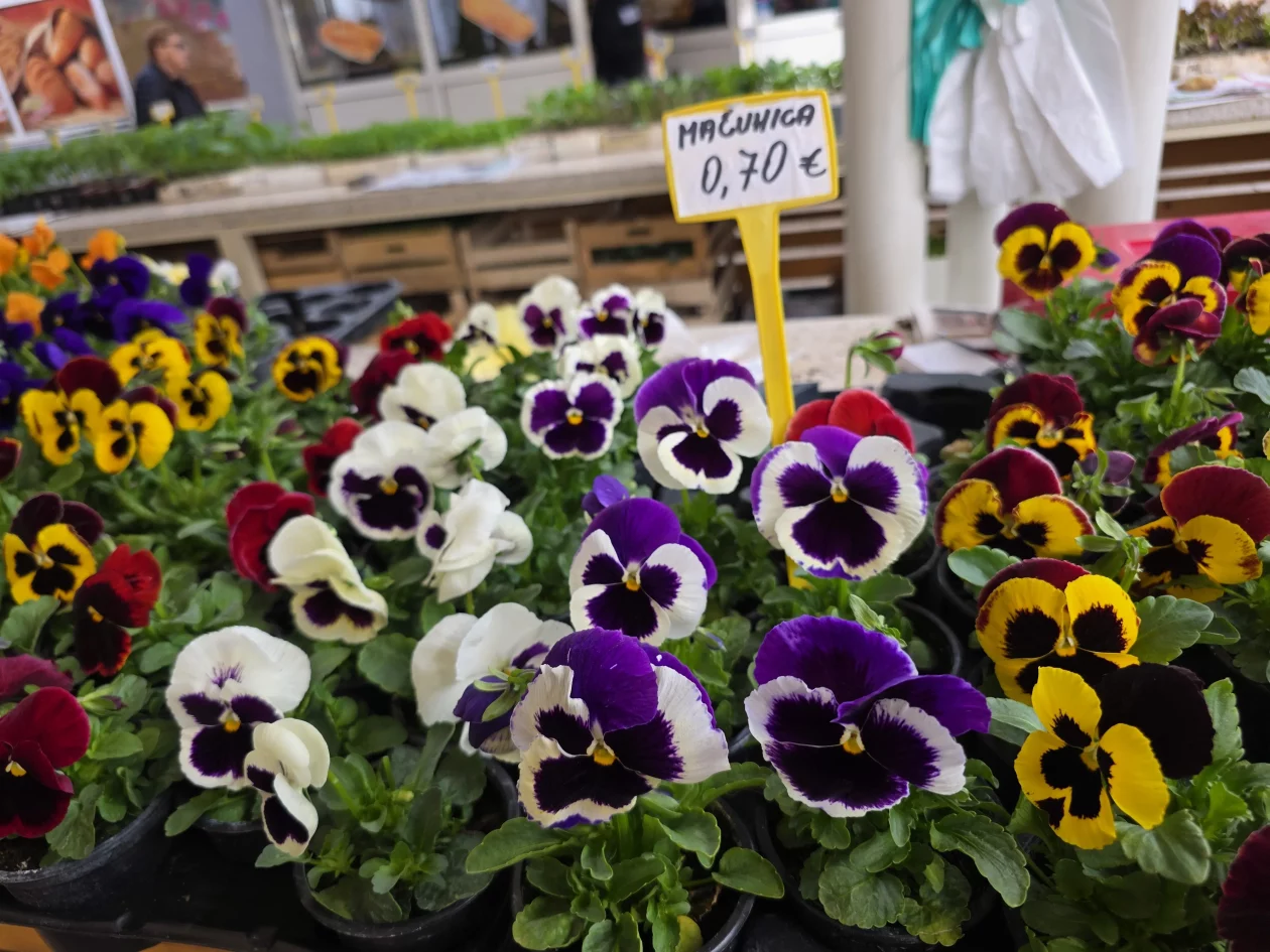 ČAKOVEČKI PLAC 25-3-2026 2 (19)