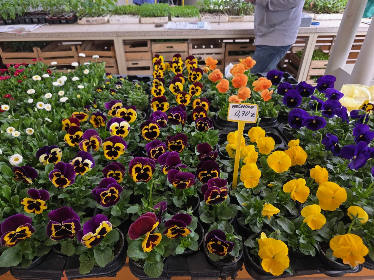 ČAKOVEČKI PLAC 25-3-2026 2 (20)