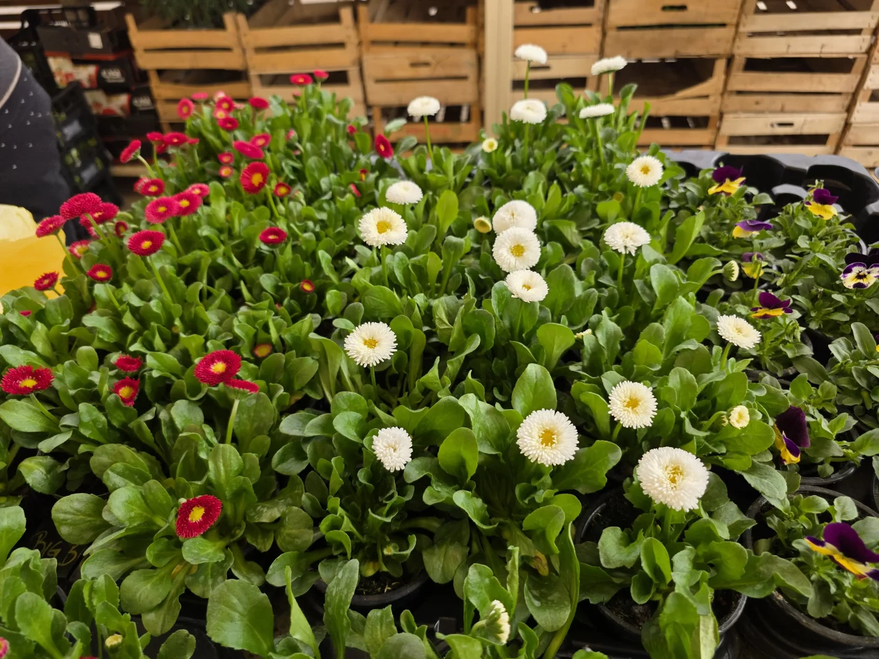 ČAKOVEČKI PLAC 25-3-2026 2 (21)