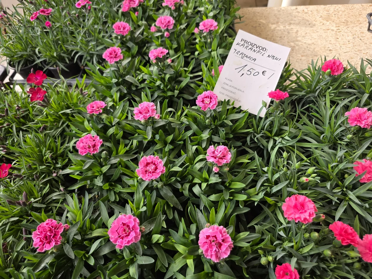 ČAKOVEČKI PLAC 25-3-2026 (42)