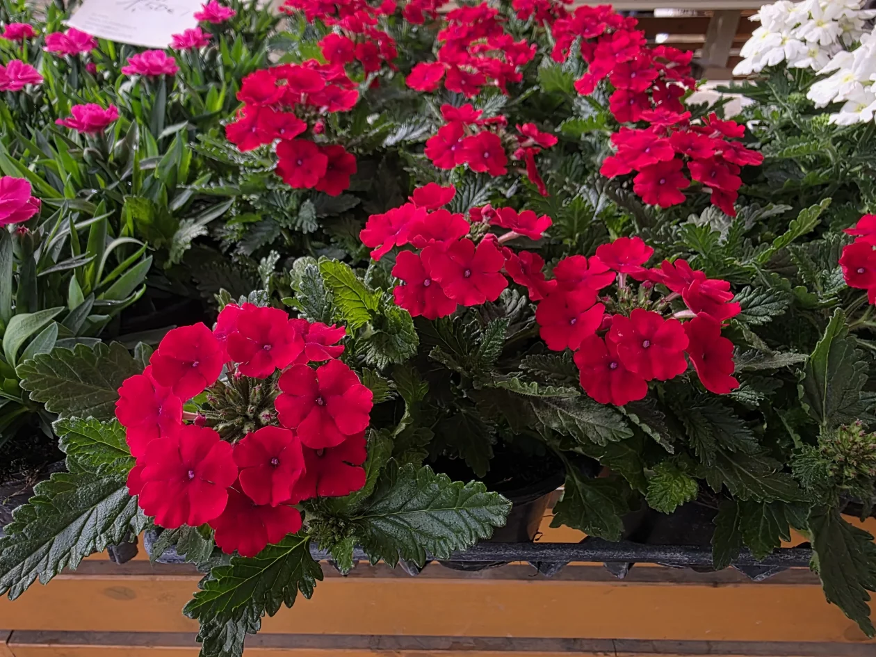 ČAKOVEČKI PLAC 25-3-2026 (44)