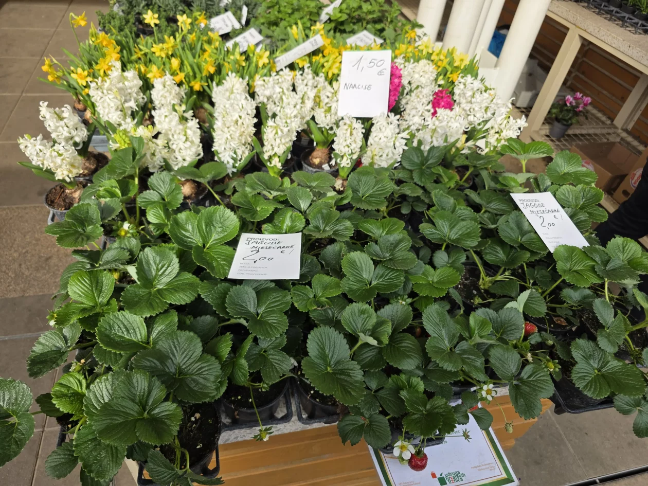 ČAKOVEČKI PLAC 25-3-2026 (49)