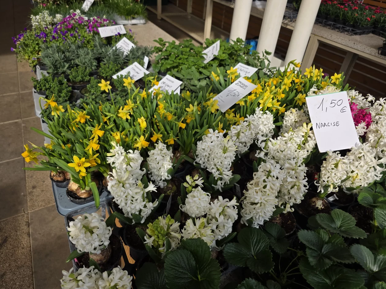 ČAKOVEČKI PLAC 25-3-2026 (50)