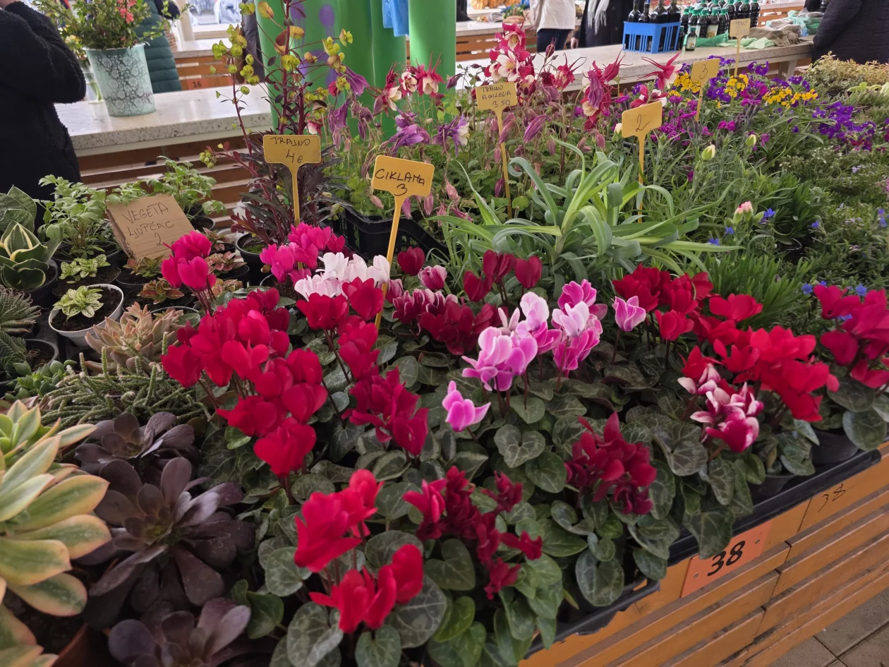 ČAKOVEČKI PLAC 25-3-2026 (53)