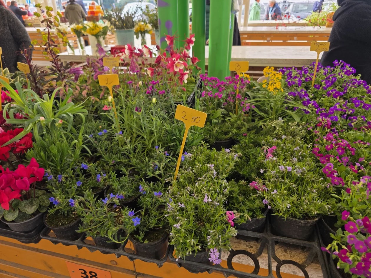 ČAKOVEČKI PLAC 25-3-2026 (54)