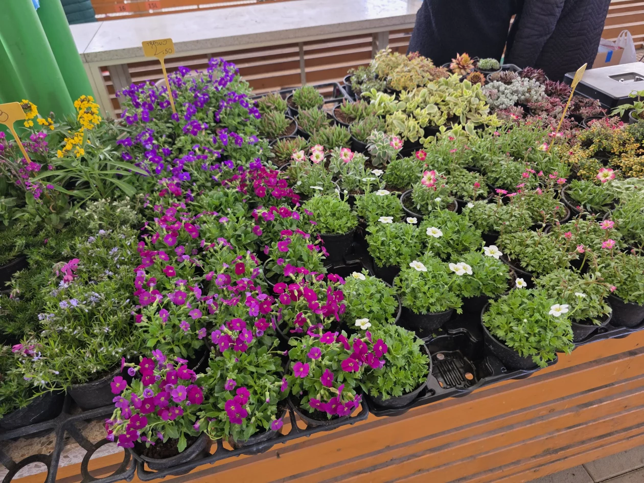 ČAKOVEČKI PLAC 25-3-2026 (55)