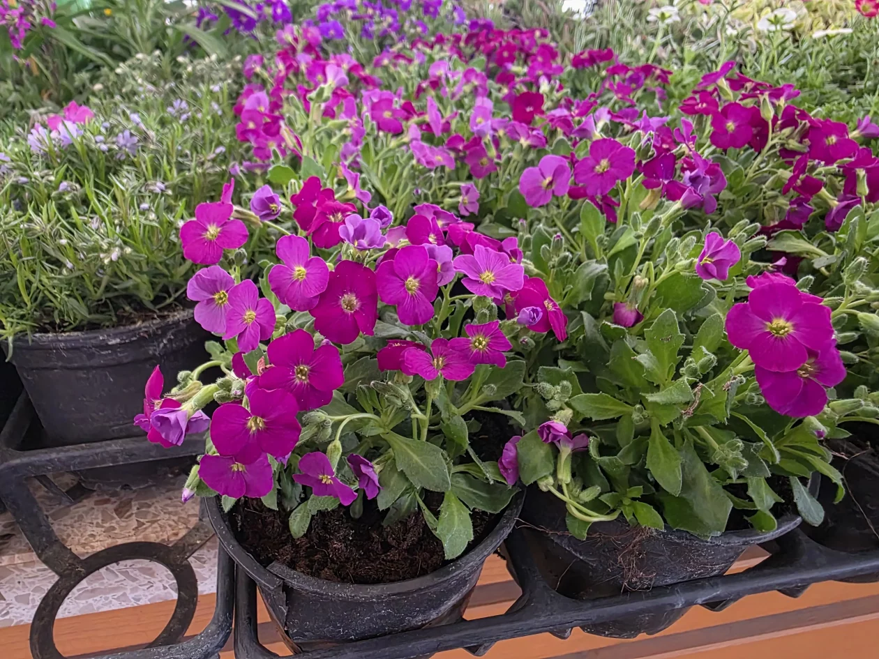 ČAKOVEČKI PLAC 25-3-2026 (56)