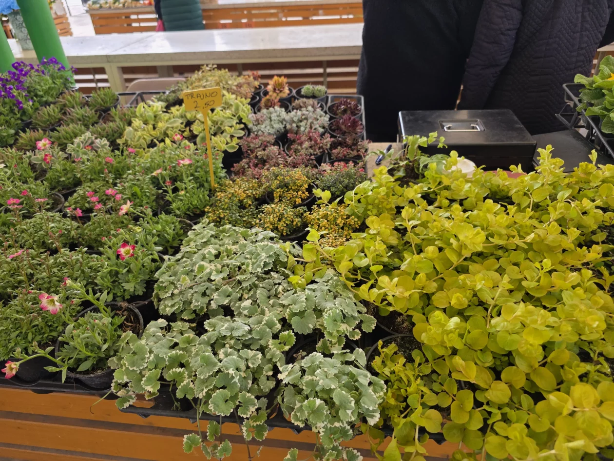 ČAKOVEČKI PLAC 25-3-2026 (57)