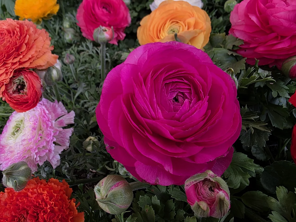 ČAKOVEČKI PLAC 25-3-2026 (79)