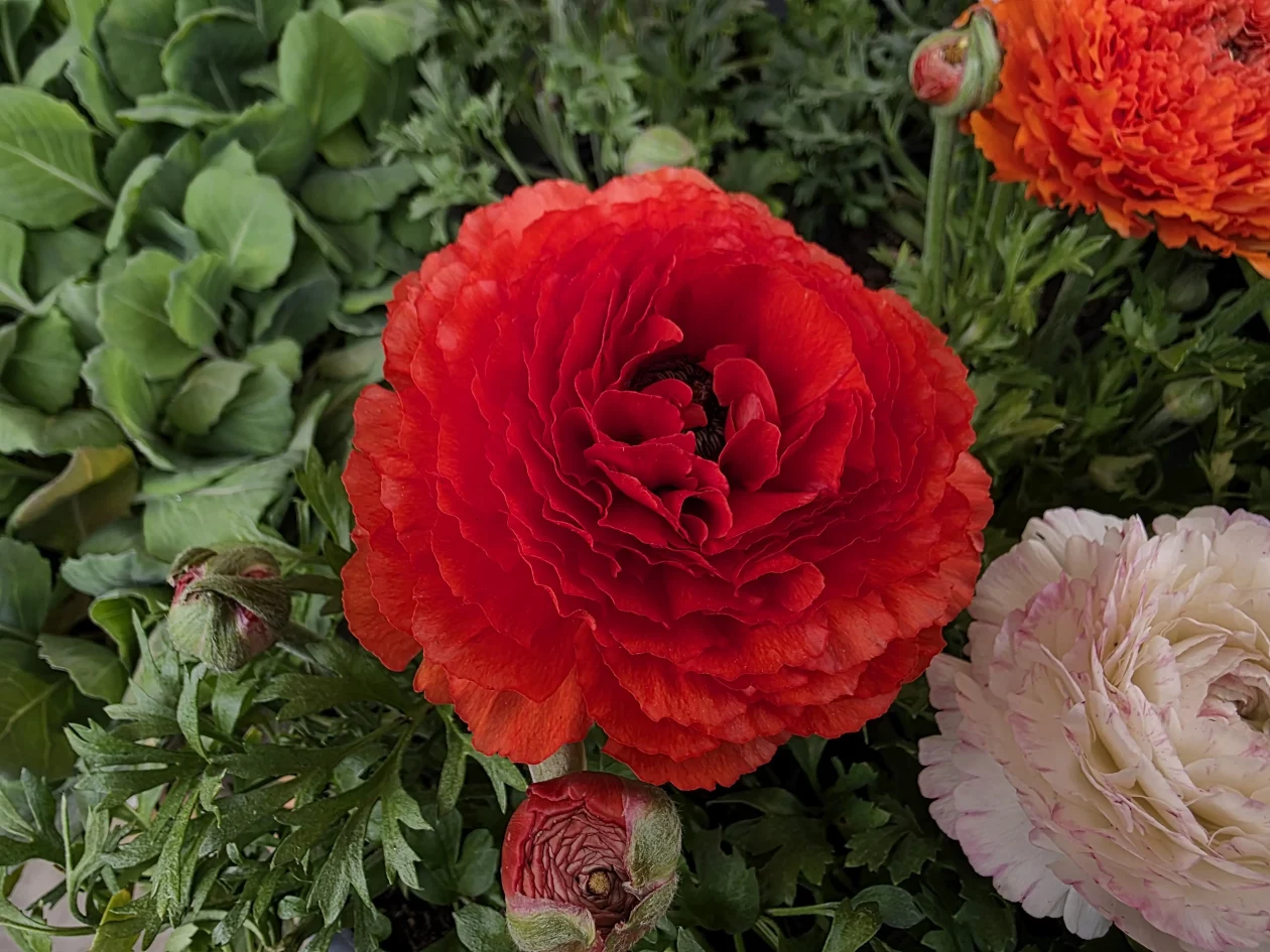 ČAKOVEČKI PLAC 25-3-2026 (80)