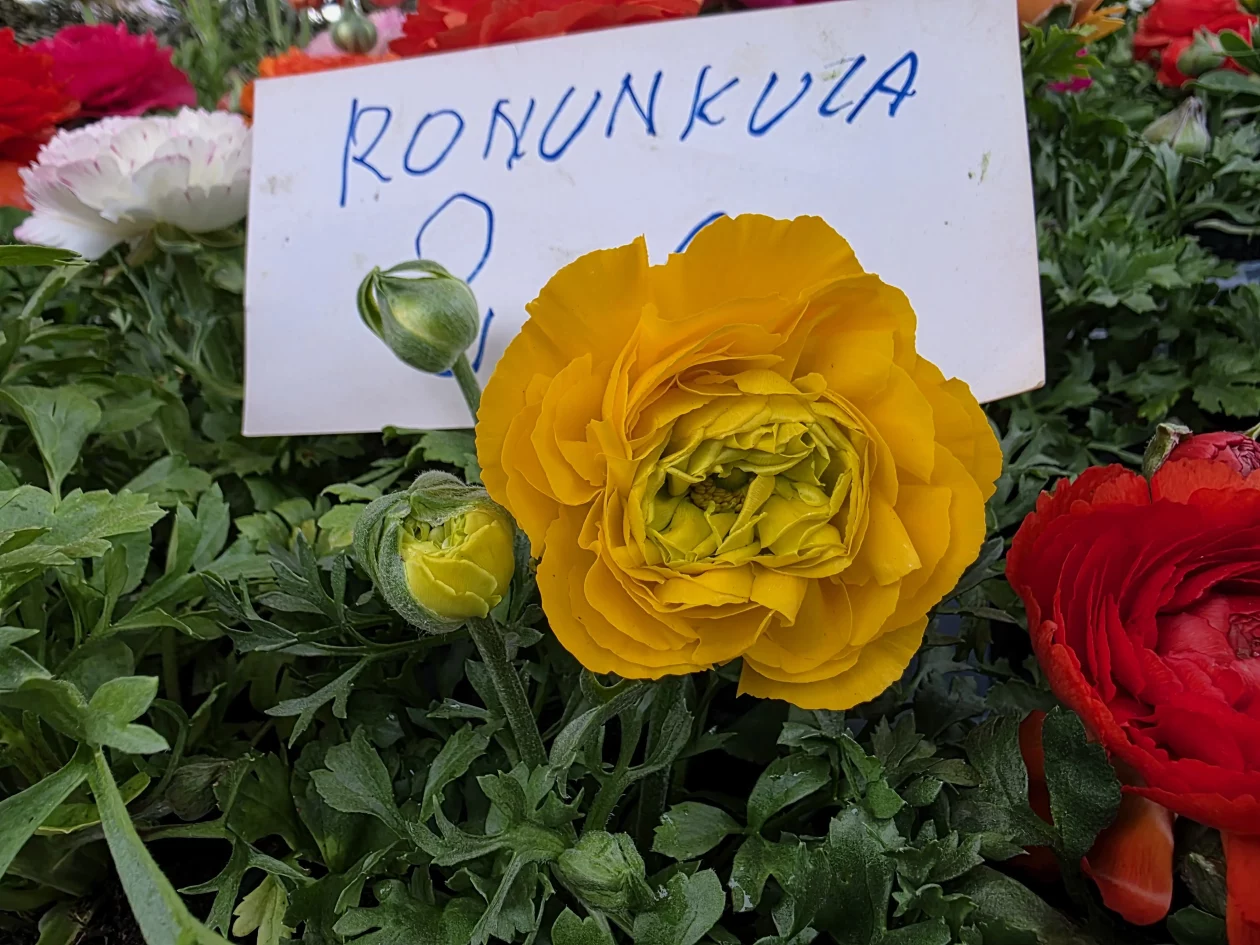 ČAKOVEČKI PLAC 25-3-2026 (81)