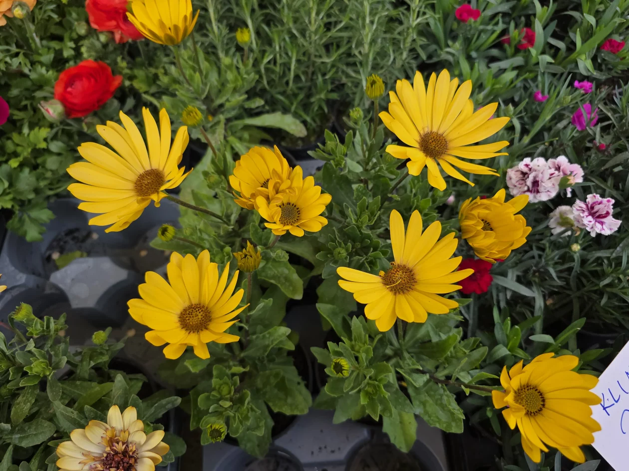 ČAKOVEČKI PLAC 25-3-2026 (82)