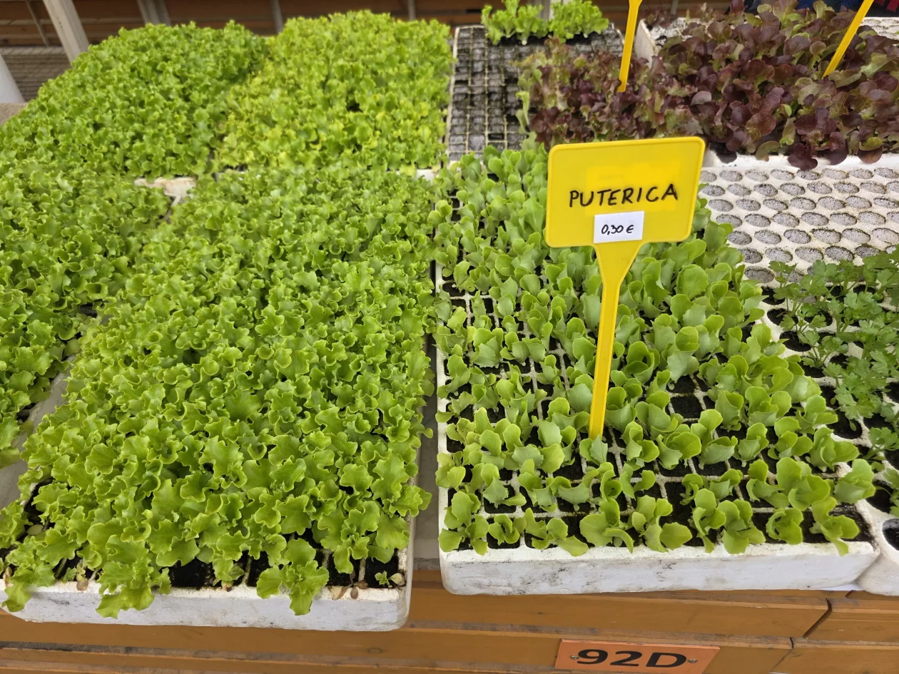 ČAKOVEČKI PLAC 25-3-2026 (93)