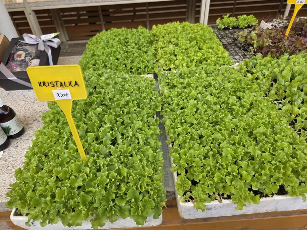 ČAKOVEČKI PLAC 25-3-2026 (94)