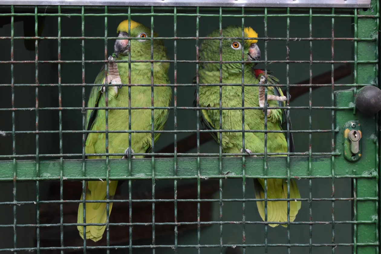 ČEHOVEC ptice Baranašić (3) ČEHOVEC ptice Baranašić (3)