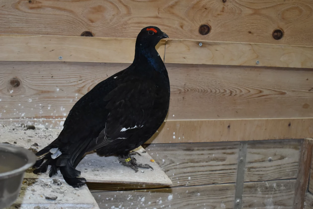 ČEHOVEC ptice Baranašić (5) ČEHOVEC ptice Baranašić (5)