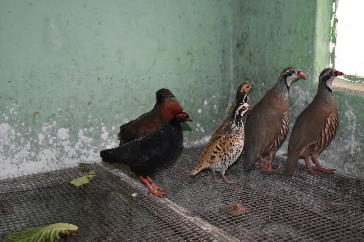 ČEHOVEC ptice Baranašić (7) ČEHOVEC ptice Baranašić (7)