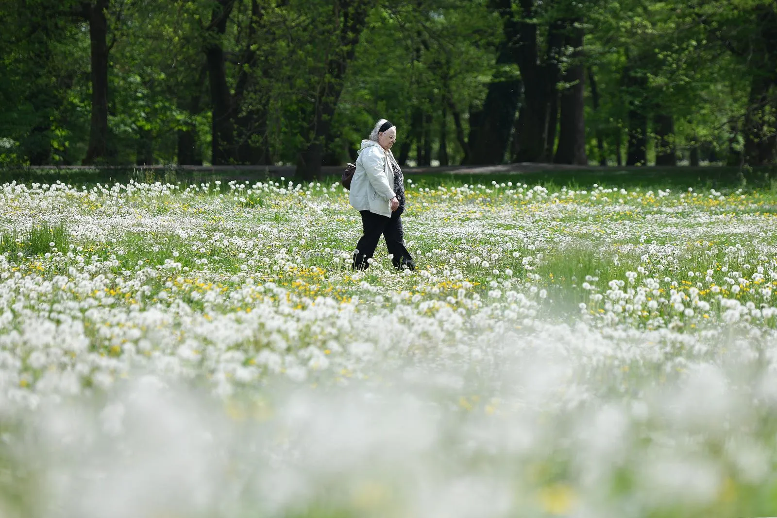 Čakovec – maslačak (1)