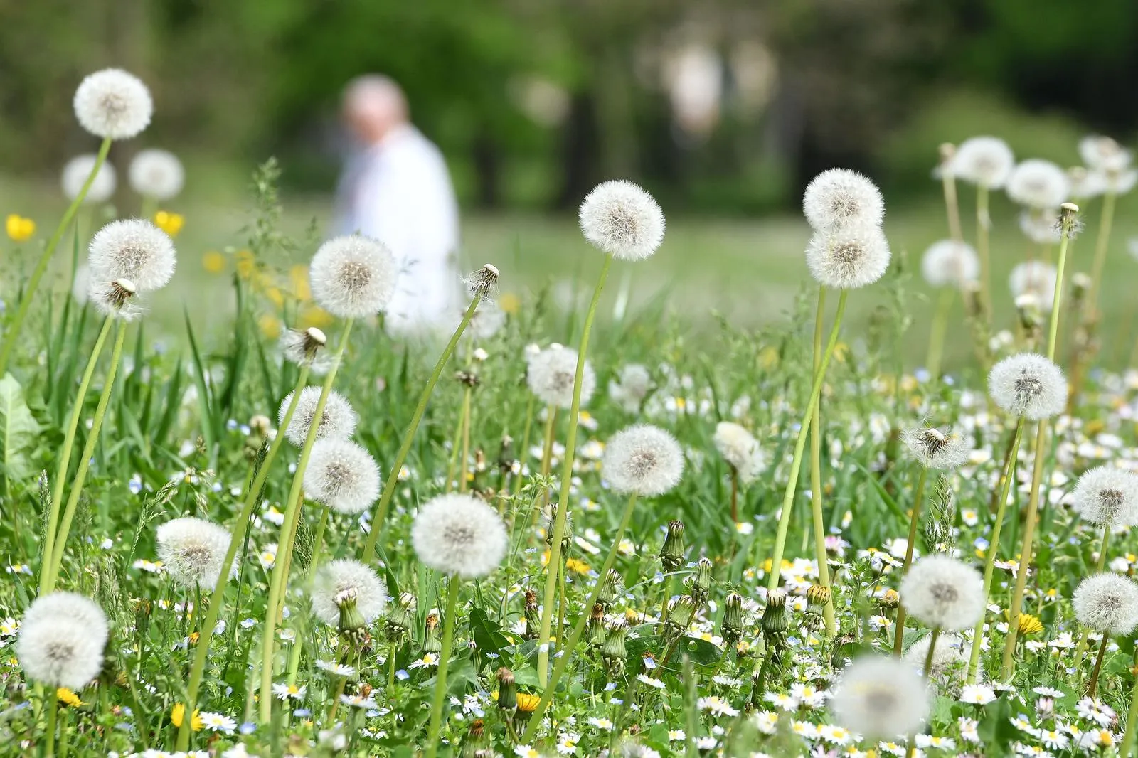 Čakovec – maslačak (2)